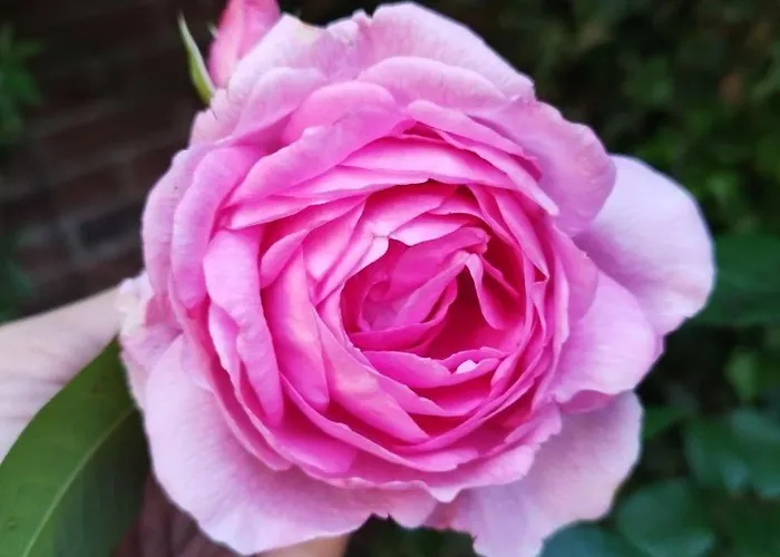 Tranquil Retreat - Free American Pancake-guest House * Arnhem