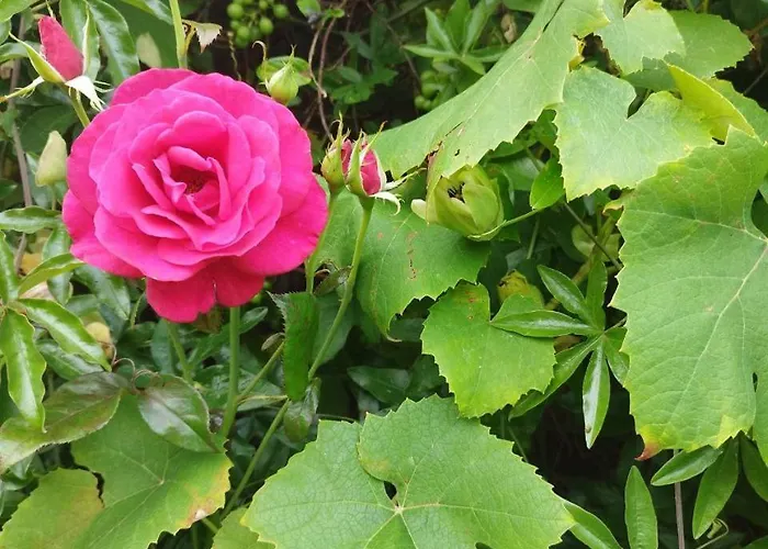 Tranquil Retreat - Free American Pancake-guest House Pensionat